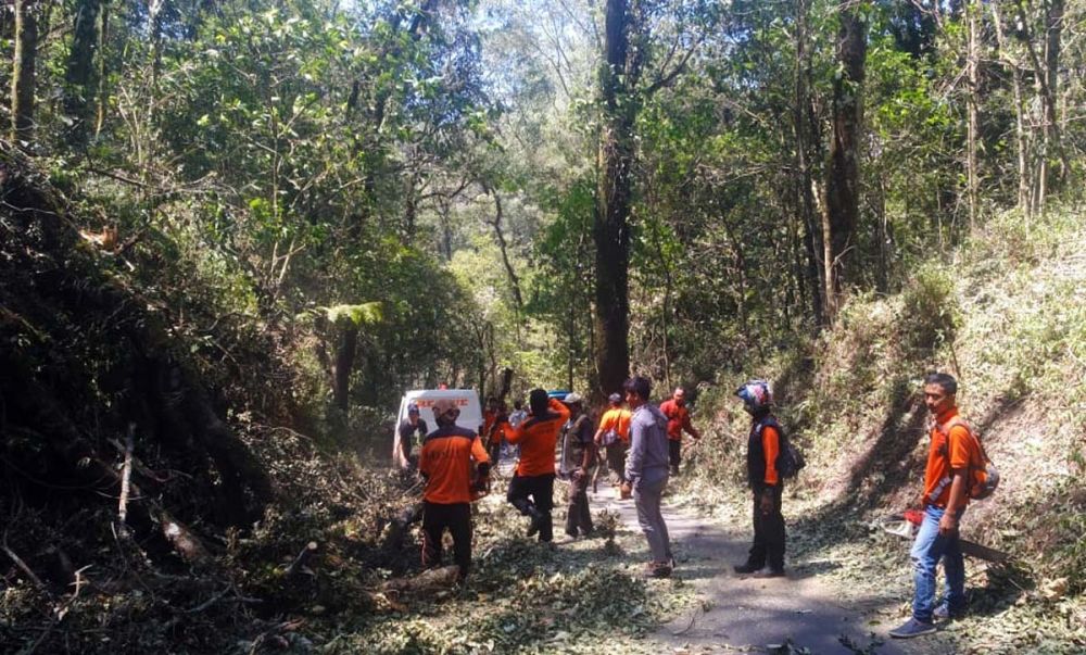 Petugas gabungan mengevakuasi pohon tumbang akibat angin kencang di Cangar, Pacet, Mojokerto