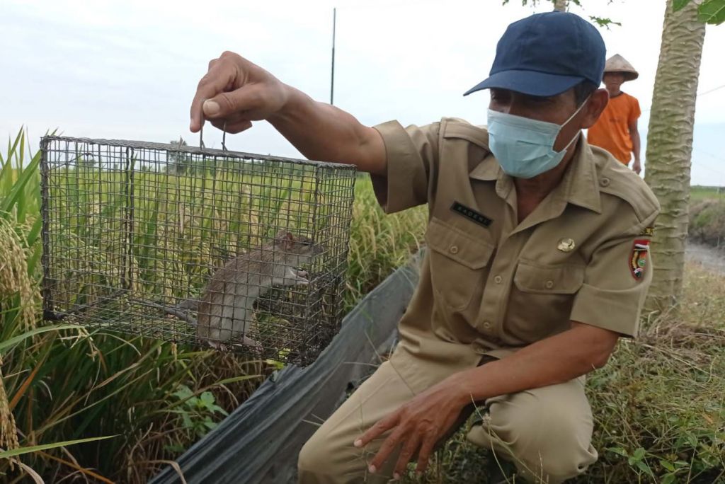 Ngawi segera terbitkan perbup larangan jebakan tikus beraliran listrik