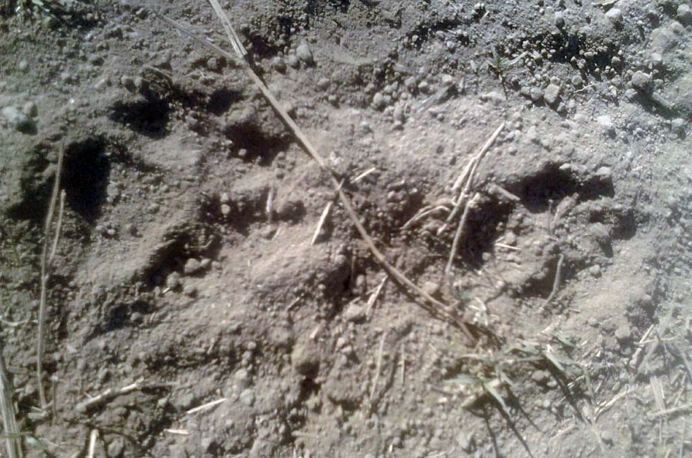 Jejak kaki yang ditemukan di Pacitan, diduga jejak kaki macan tutul