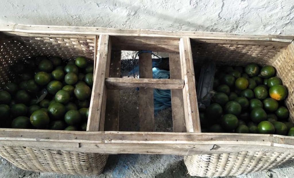 Buah jeruk yang disita dari pelaku