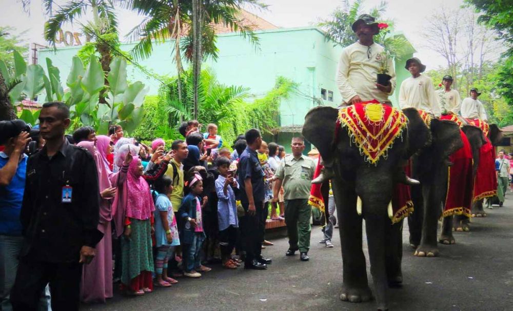 Atraksi gajah-gajak koleksi KBS menjadi favorit para pengunjung