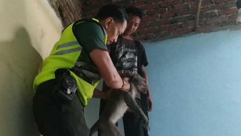 Kera liar yang rusak rumah warga ditembak 