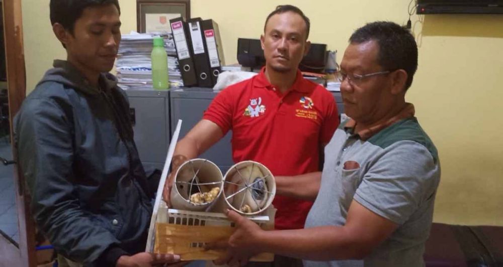 Dua burung Kakatua Jambul Oranye yang diperdagangkan secara online