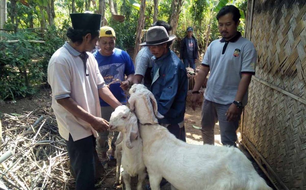 Pencurian Kambing Jelang Idul Adha di Lumajang, Tiga Pelaku Ditangkap