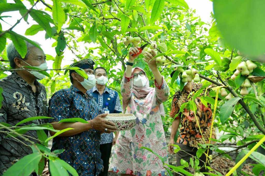 Bupati Banyuwangi Ipuk Fiestiandani saat berada di Kampung Jambu