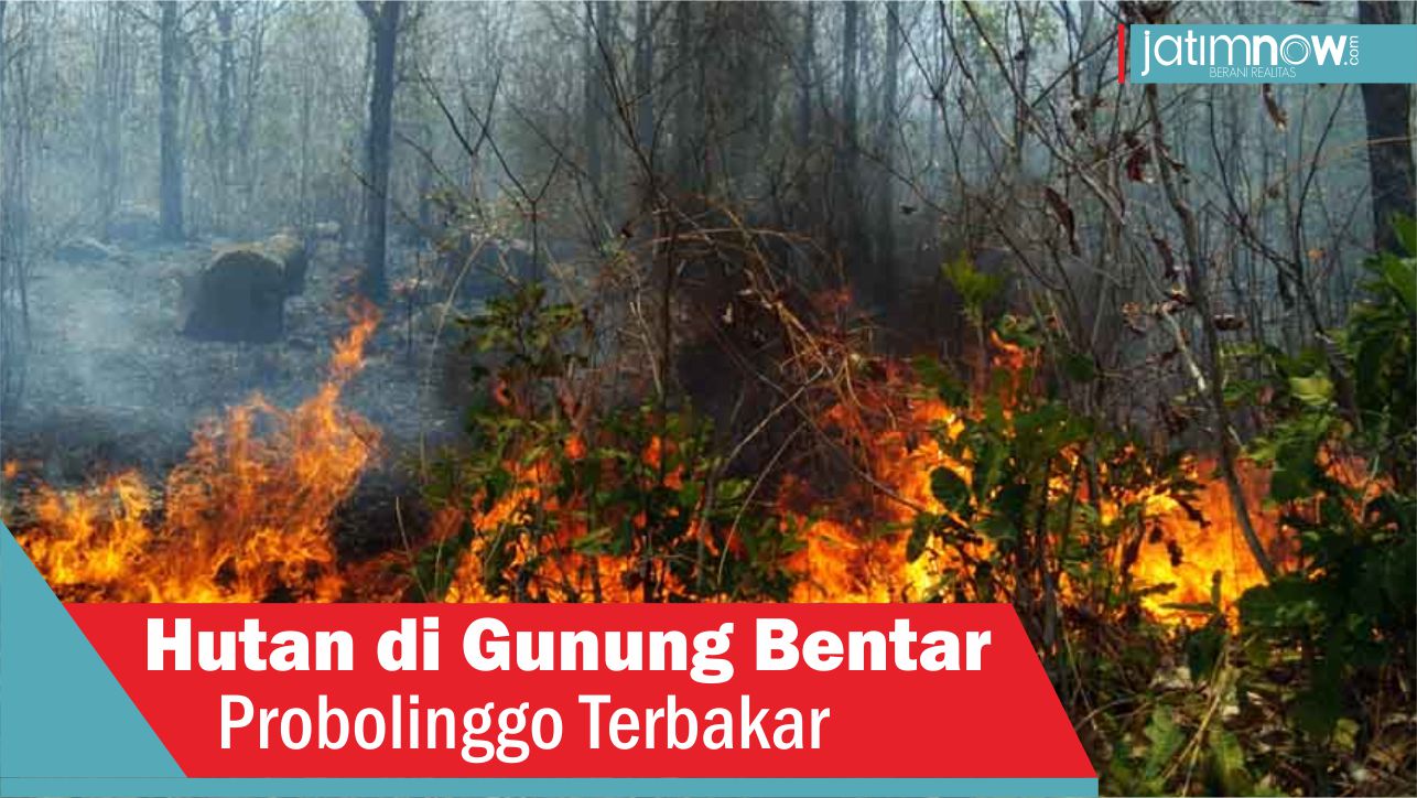 Video: Hutan di Gunung Bentar Probolinggo Terbakar