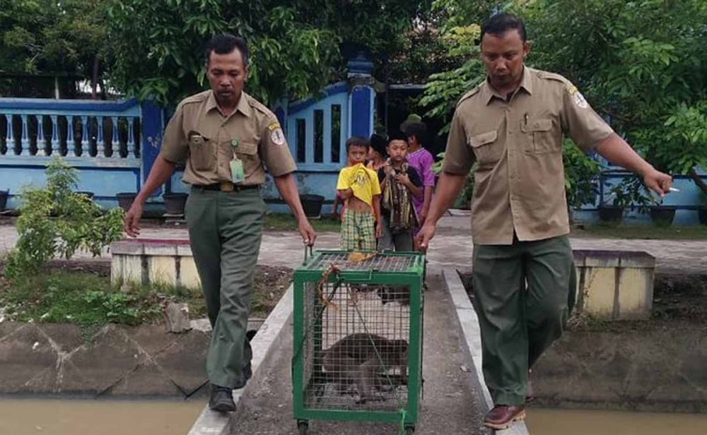 Ilustrasi petugas KSDA mengamankan kera ekor panjang (Foto: Balai Besar KSDA Jatim @bbksdajatim)