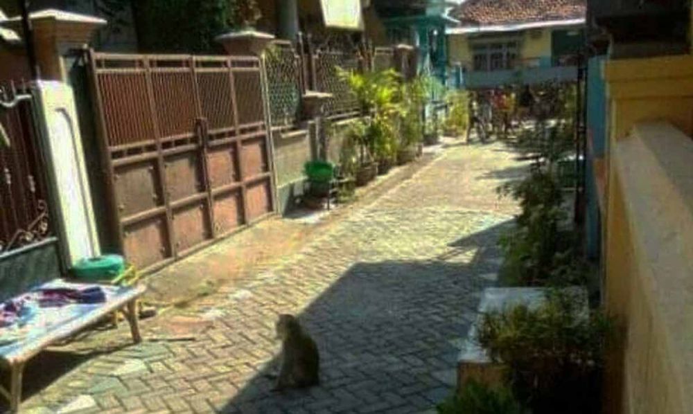 Salah satu kera liar yang meresahkan warga di salah satu perumahan di Kota Probolinggo