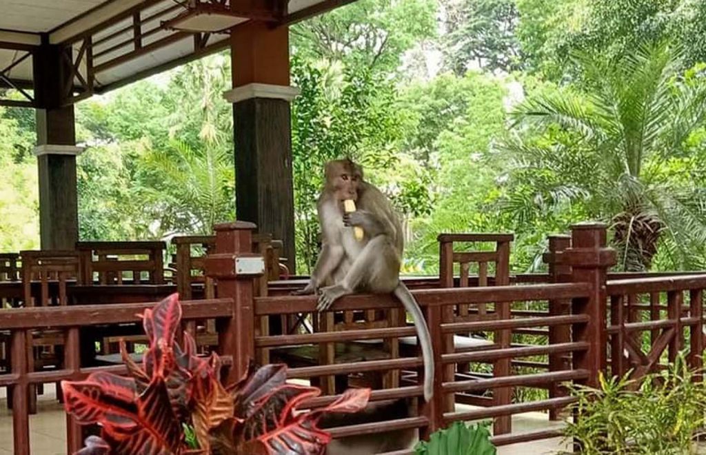 Seekor kera liar di Taman Wisata Mendit menikmati pisang yang diberikan Komunitas Peduli Malang