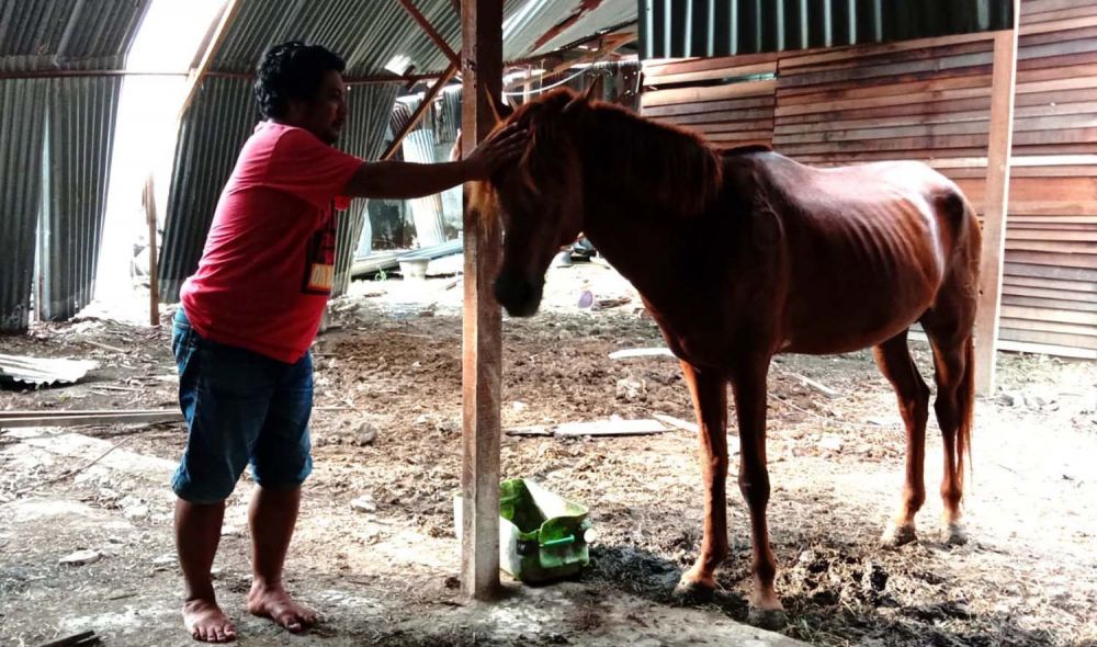 Deni, salah satu kusir dokar di Gresik saat merawat kudanya