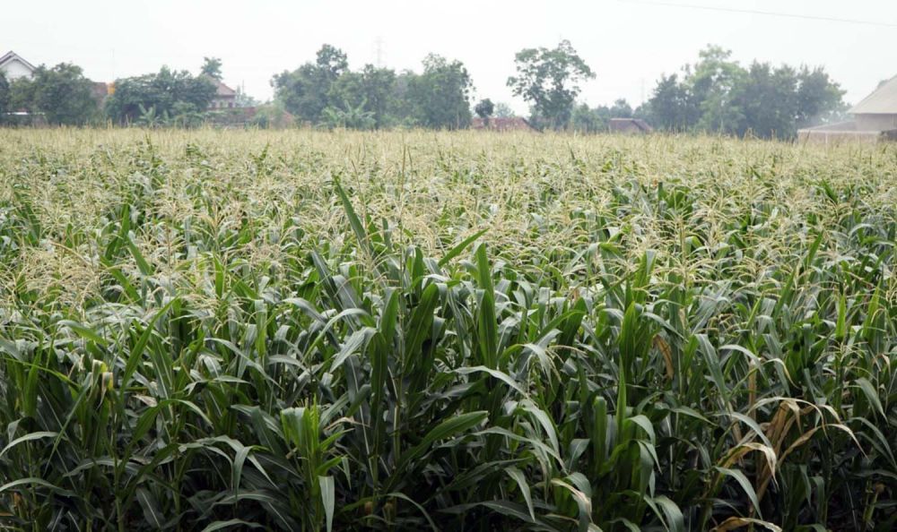 Lahan jagung di Ponorogo