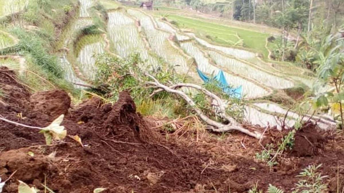 Tanah longsor Terjang persawahan di Jogorogo Ngawi, Rabu (19/8/2018)/Istimewa.