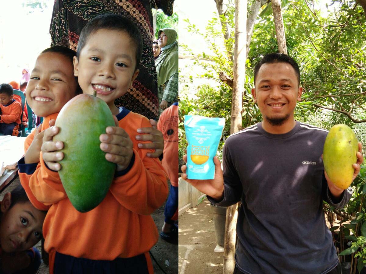 Buah mangga raksasa hasil budidaya petani Ponorogo.
