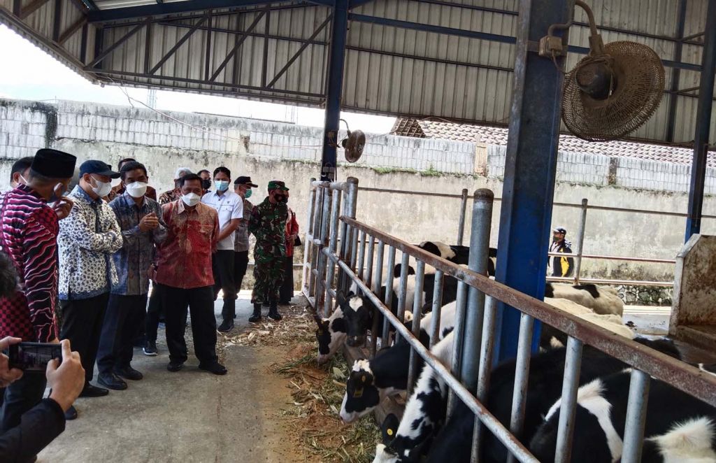 Menteri Koperasi-UMKM, Teten Masduki saat meninjau tempat pembesaran sapi dan gudang pakan Koperasi SAE Pujon, Malang