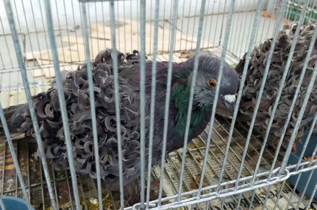 Ratusan Merpati Hias dari Berbagai Daerah Adu Cantik di Surabaya