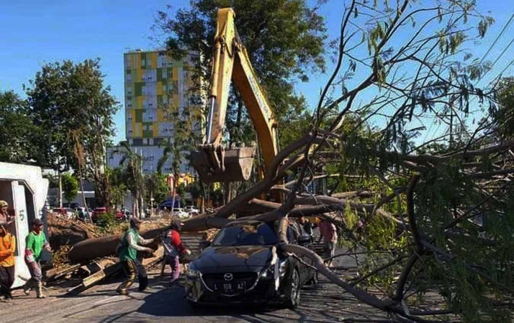 3 Mobil dan 1 Motor Tertimpa Pohon di Surabaya, Satu Orang Luka