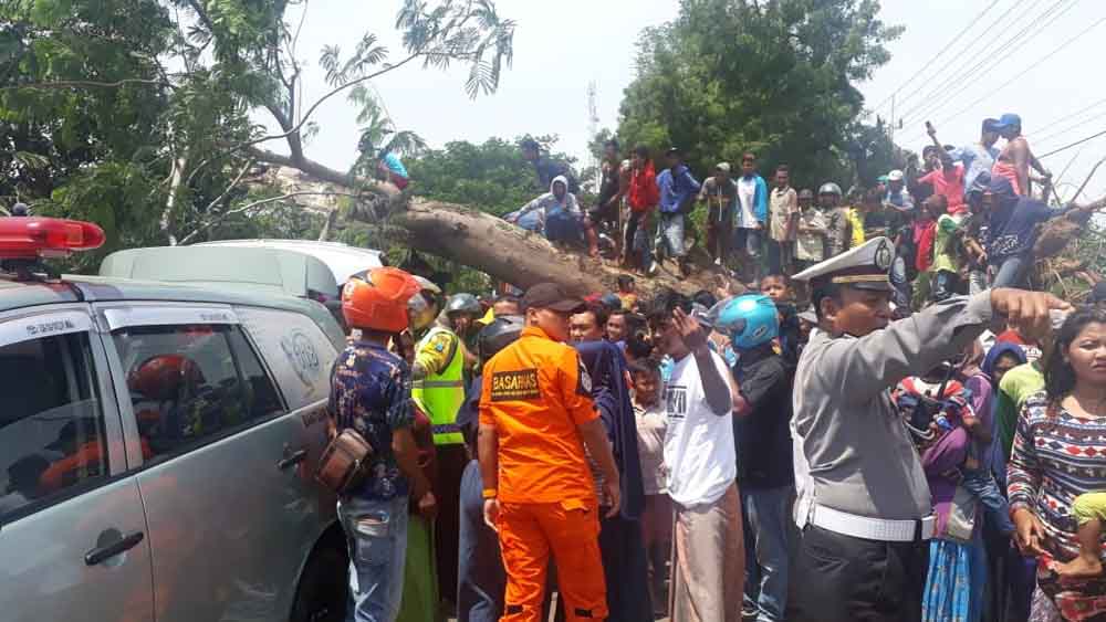 Pohon tumbang timpa mobil di Dusun Krajan, Desa Bengkak, Kecamatan Wongsorejo, Banyuwangi beberapa waktu lalu