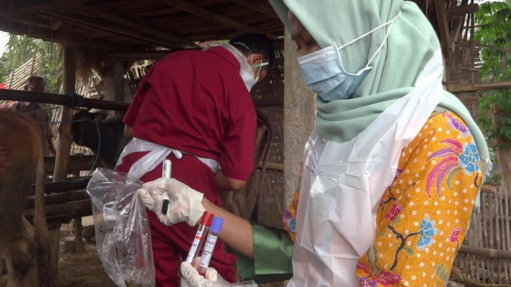 Petugas dinas peternakan Jatim ambil sampel dari sapi