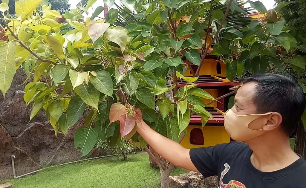 Pakar Fengsui Kota Pasuruan, Yudhi Darma menunjukkan salah satu tanaman pembawa hoki