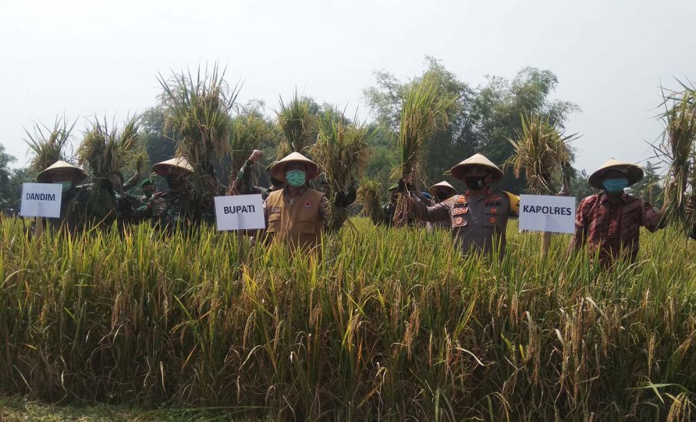 Panen raya padi hasil Kampung Tangguh Semeru di Mojokerto