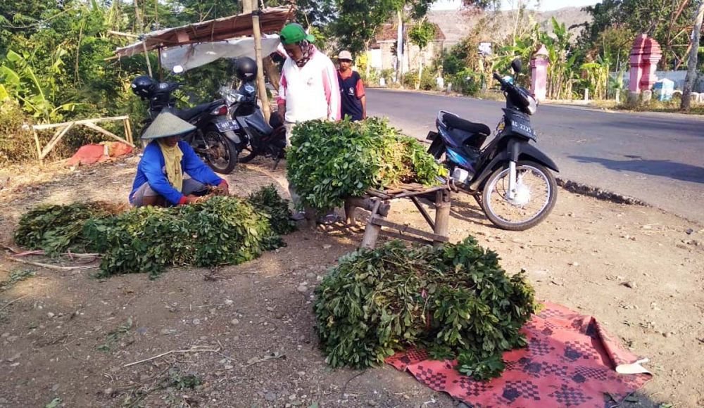 Para pedagang hijauan pakan ternak di pasar rumput Desa Ngebong, Kecamatan Pakel, Kabupaten Tulungagung