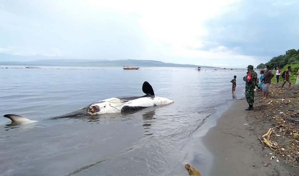 Paus Pembunuh yang mati terdampar di Pantai Bangsring, Banyuwangi