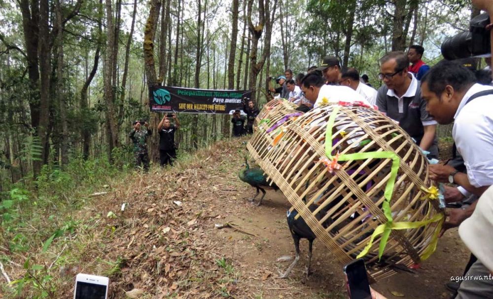 Seekor Elang Jawa dan 6 Merak Hijau Dilepasliarkan di Ponorogo