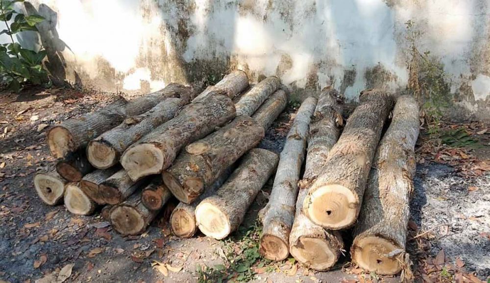 Barang bukti kayu jati hasil pembalakan yang dilakukan Hari Kriswanto alias Sukro  