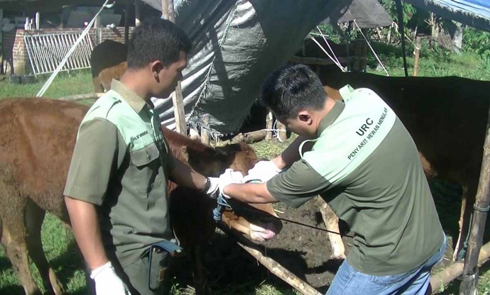 Tim dari Dinas Peternakan Provinsi Jawa Timur memeriksa kesehatan hewan ternak korban banjir di Tulungagung