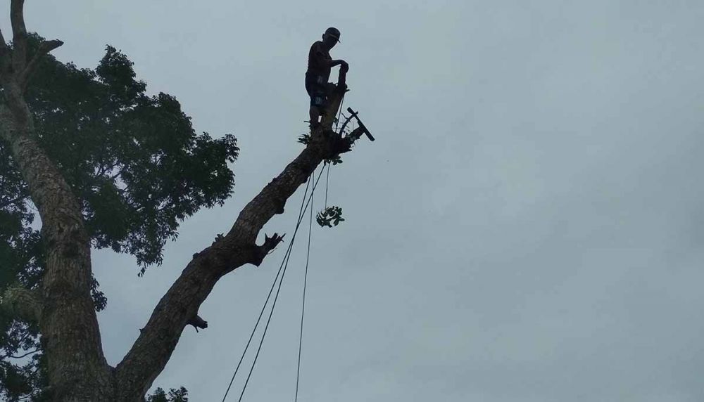 Mbah Suwarno menaklukkan pohon setinggi 10 meter di Kecamatan Singojuruh, Banyuwangi/jatimnow.com