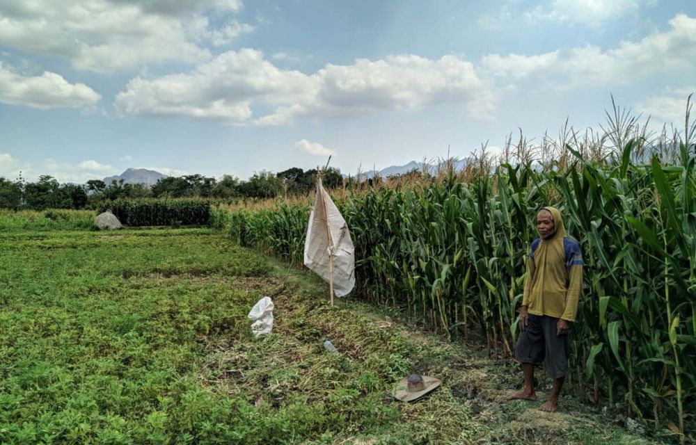 Lahan jagung milik warga Desa Sumberejo, Ponorogo, yang sempat dilewati hewan diduga macan tutul