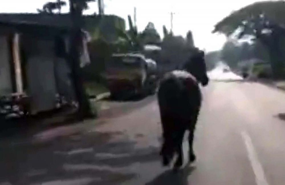 Tangkapan layar video viral kuda lepas di Gresik