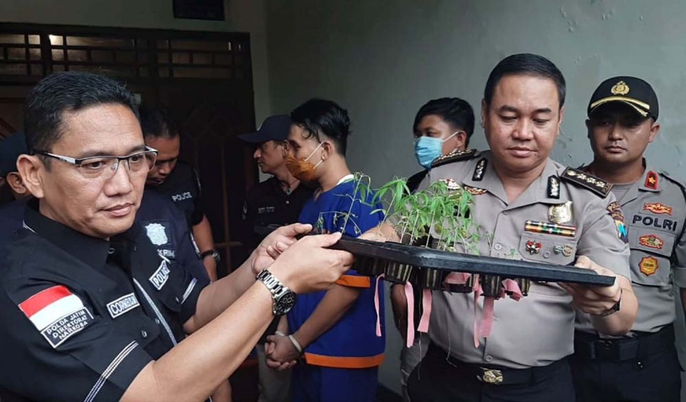 Rumah Kontrakan Berisi Tanaman Ganja Hidroponik di Surabaya Digerebek