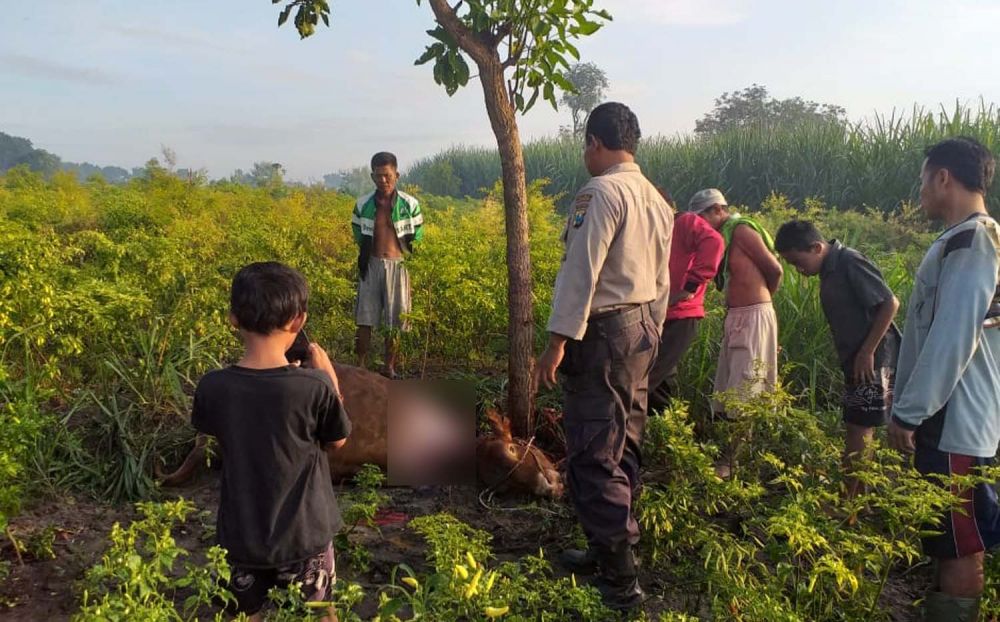 Sapi di Mojokerto Ditemukan Mati Tersembelih, Empat Kakinya Hilang