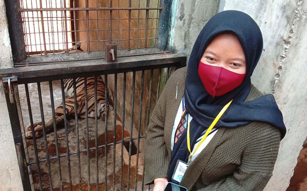 Pengakuan Pengunggah Video Harimau Kurus Koleksi Maharani Zoo