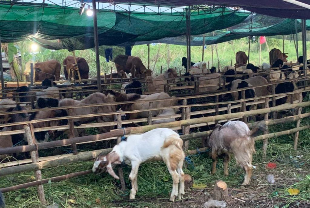 Penjualan hewan kurban di Surabaya merosot