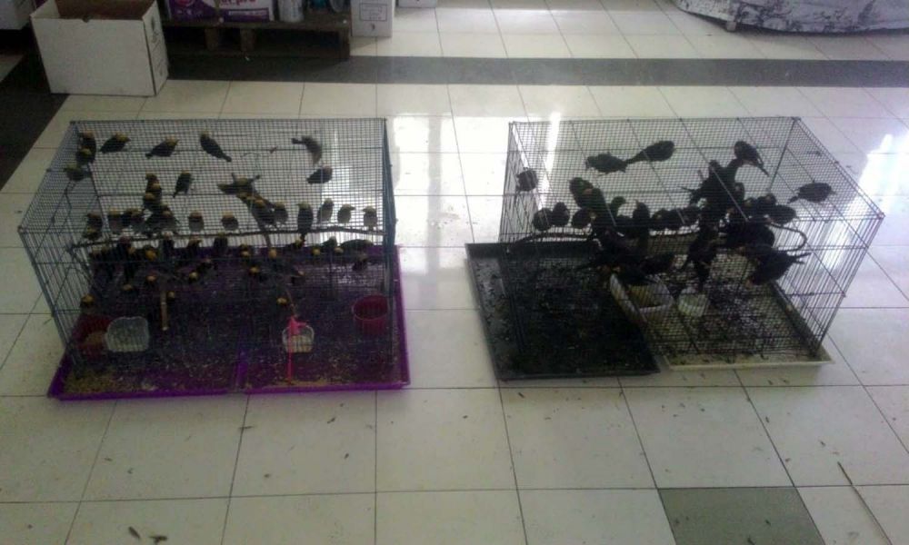 Penyelundupan 223 Ekor Burung Tanpa Dokumen Digagalkan di Surabaya
