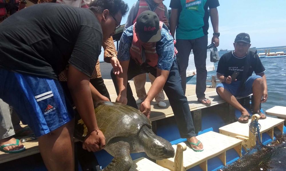 Cerita Nelayan Banyuwangi Selamatkan Penyu dari Jeratan Karung Plastik