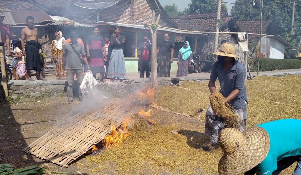 Petani di Probolinggo Nekat Membakar Tembakau Hasil Panennya