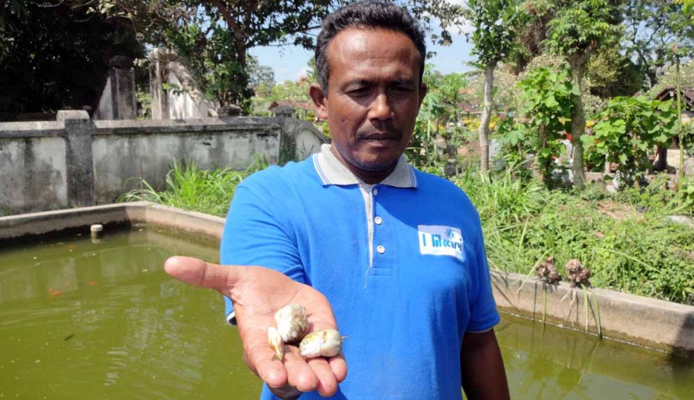 Salah satu petani ikan hias di Tulungagung menunjukkan ikan yang mati akibat cuaca dingin