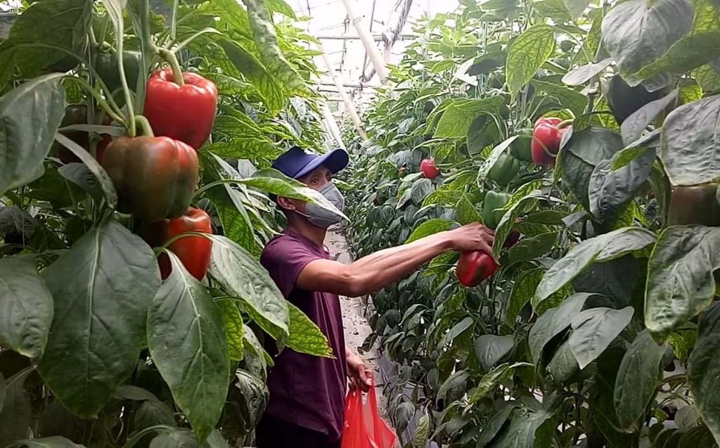 Edi Suddarsono, petani paprika Desa Tlogosari, Kecamatan Tutur, Kabupaten Pasuruan