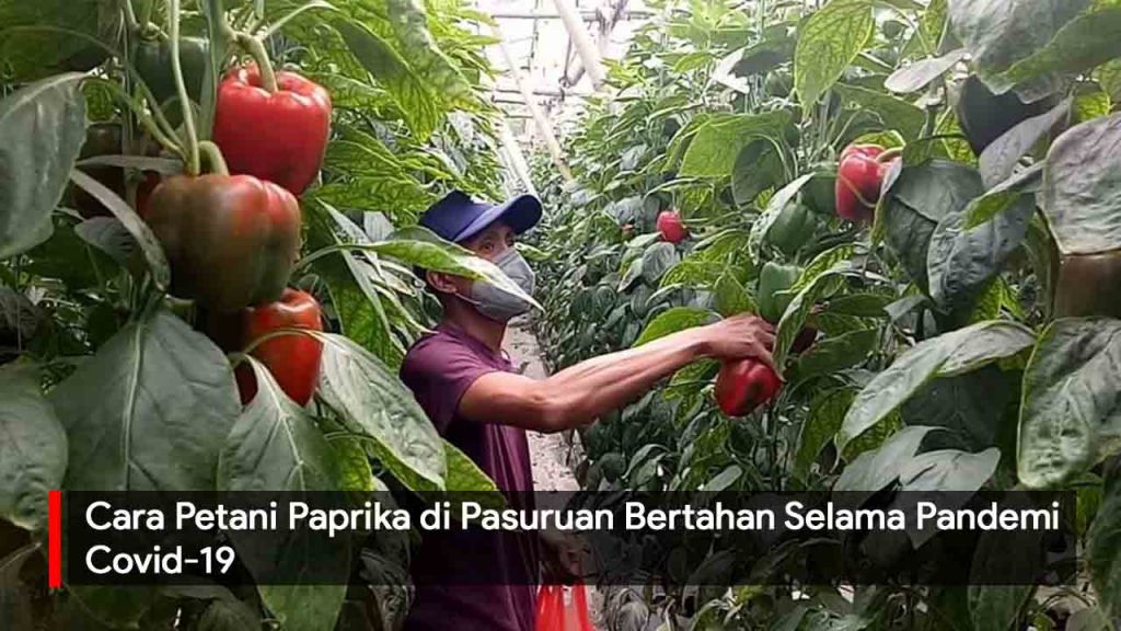 Video: Cara Petani Paprika di Pasuruan Bertahan Selama Pandemi Covid-19