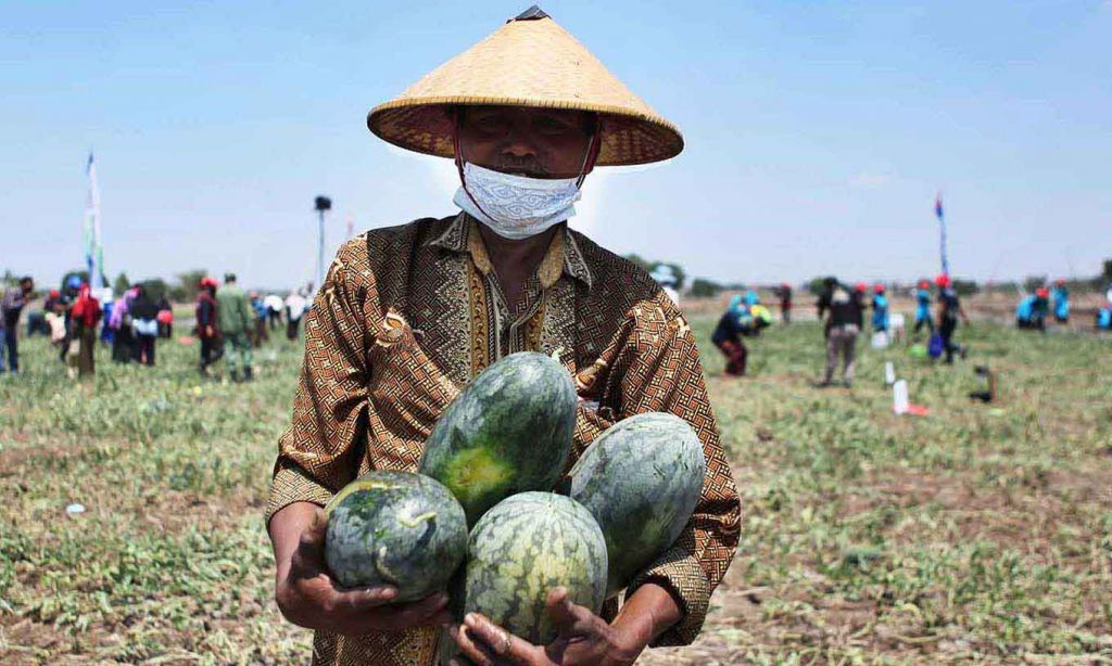 Petani semangka Gresik berharap hasil panen dapat masuk ke PIOS