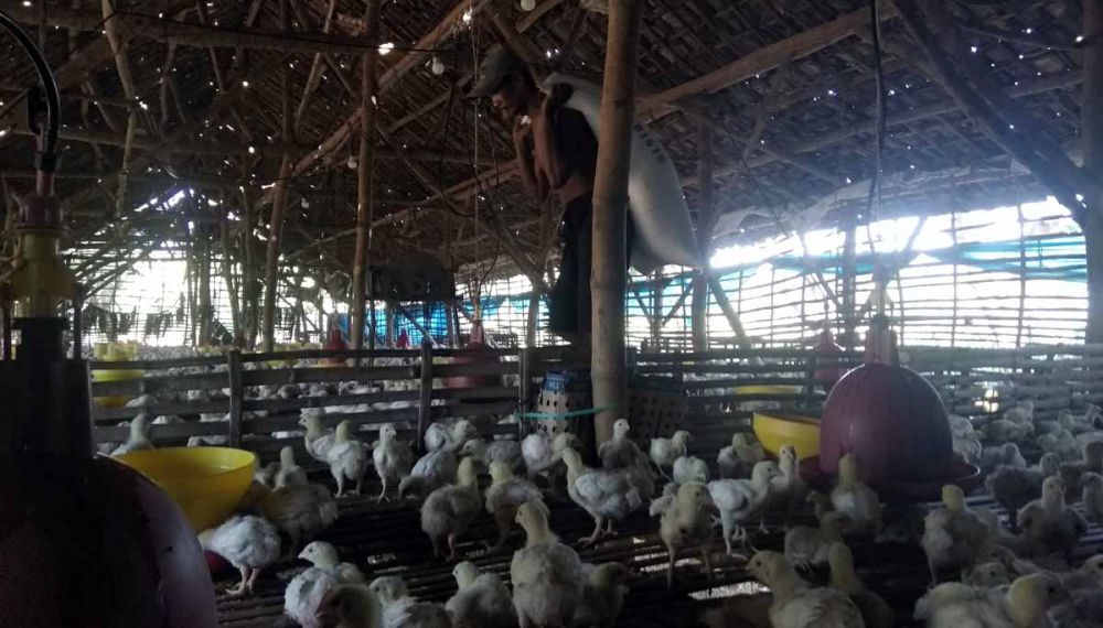 Peternak ayam di Dusun Pandan Kuning, Desa Pandan Krajan, Kecamatan Kemlagi, Kabupaten Mojokerto