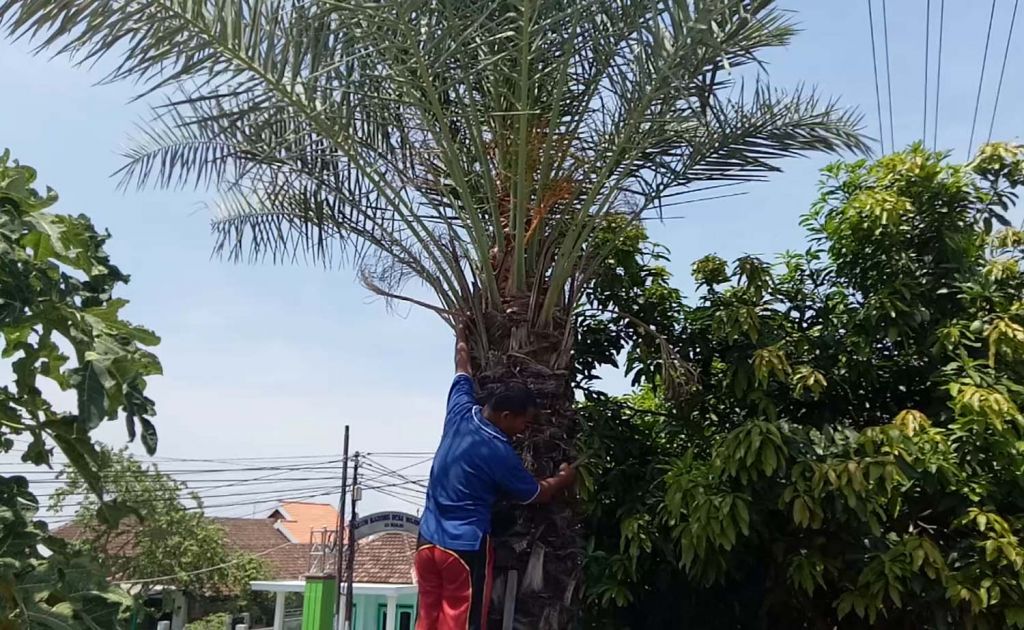 Pohon kurma di Pasuruan yang berbuah lebat (Foto-foto: Moch Rois/jatimnow.com)