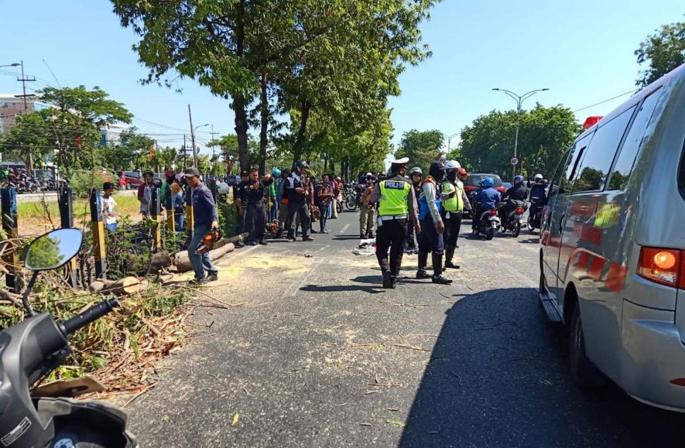 Pohon tumbang di Jalan Ahmad Yani, Surabaya yang menyebabkan seorang pengendara tewas