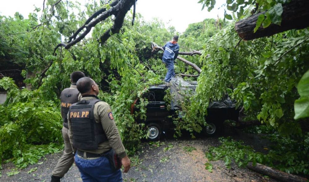 Pohon tumbang akibat hujan angin menimpa mobil di Surabaya beberapa waktu lalu/jatimnow.com 
