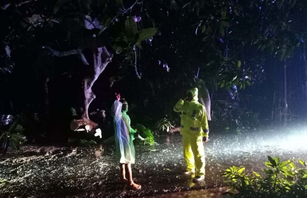 Pohon tumbang timpa suami istri pengendara motor di Probolinggo