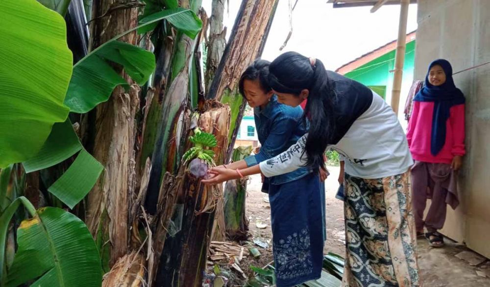 Warga yang penasaran melihat pohon pisang milik Supaidi
