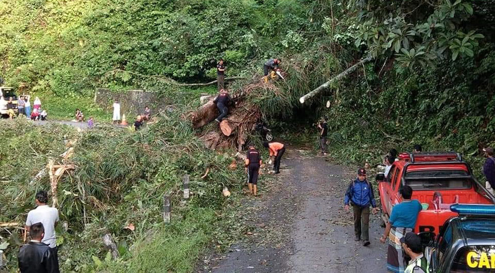 Pohon roboh menimpa motor